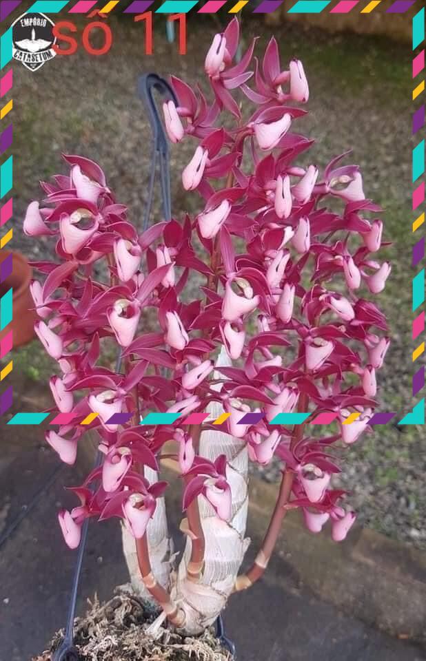 Hoa Lan thiên Nga đột biến qq