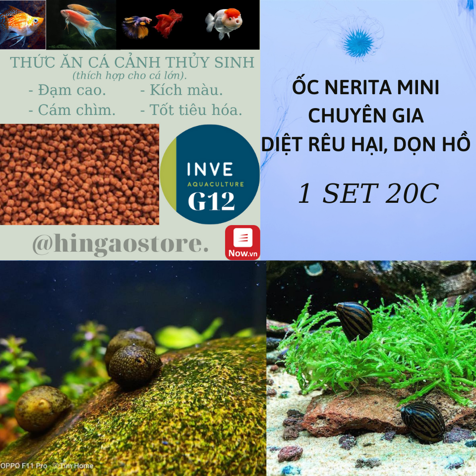 Set 20c Ốc Nerita Mini chuyên gia diệt rêu - dọn hồ - Phụ kiện trang trí hồ cá thủy sinh | Hingaostore.