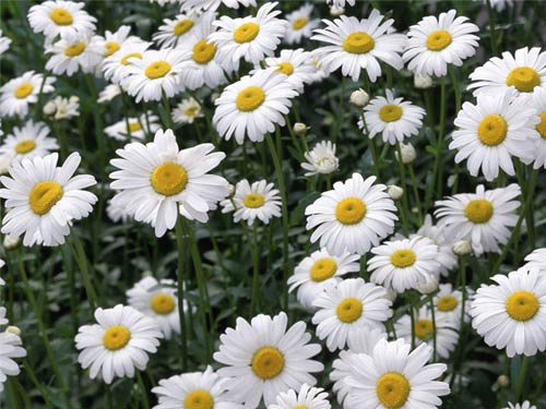 Gói 100 hạt giống hoa cúc chi trắng 60cm shasta