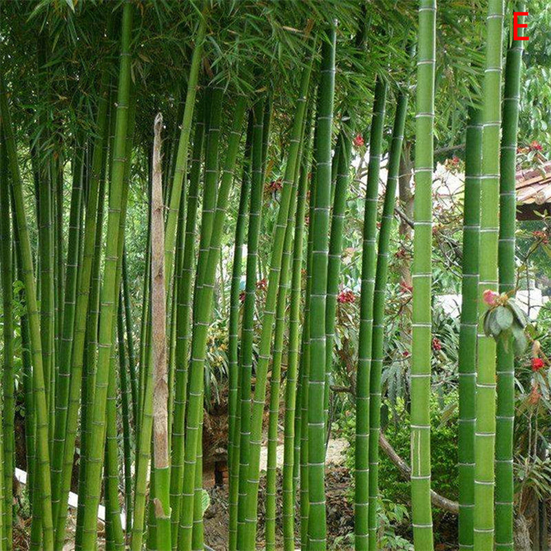 100 chiếc hạt giống moso-hạt giống tre cây cảnh trồng vườn trang trí mới