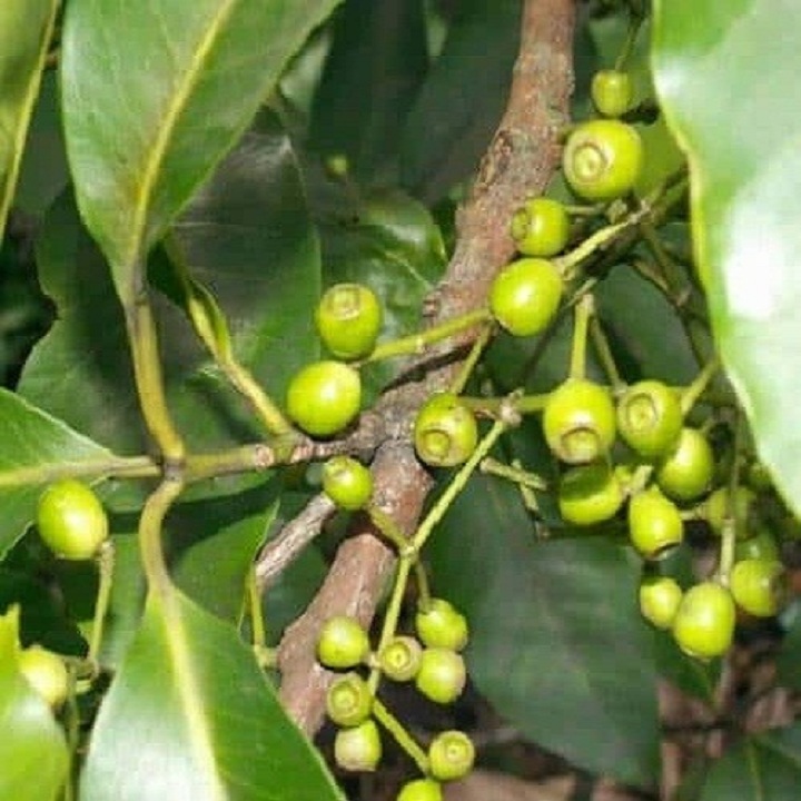 Cây vối nếp giống khỏe đẹp