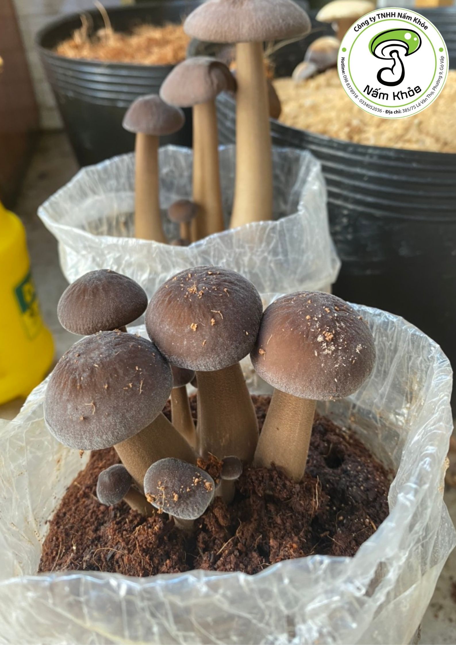 Phôi Nấm Mối Đen - Trồng nấm đơn giản tại nhà - Nấm Khỏe