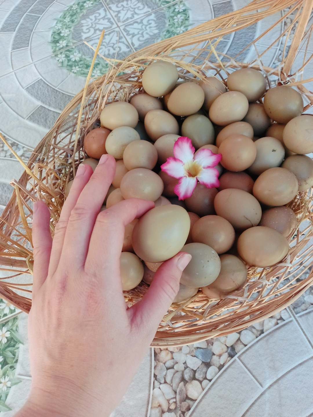 Trứng chim trĩ xanh đỏ combo 5 trứng ấp cồ cao