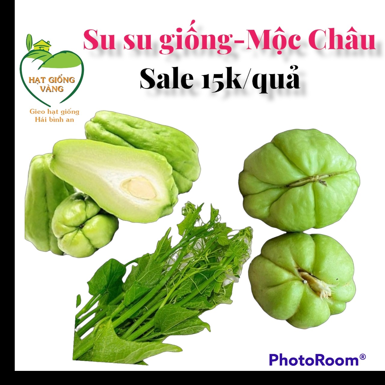 Quả su su giống - mộc châu giống chuẩn f1