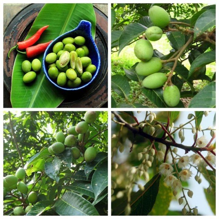 Cây giống Cà Na Thái