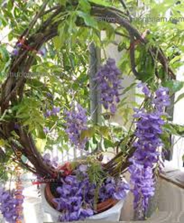 Cây hoa Tử đằng tím Nhật Bảo thân gỗ
