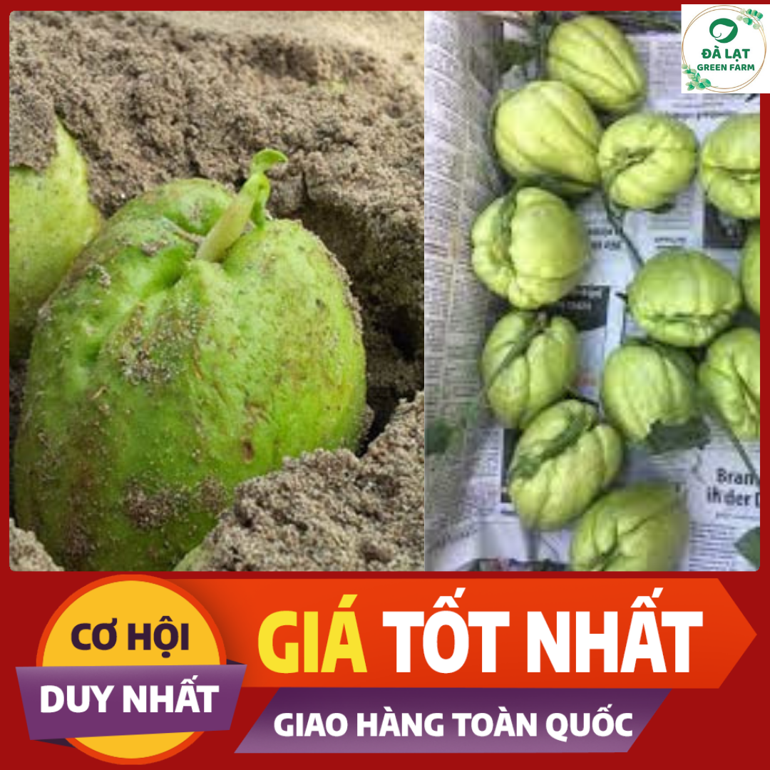Trái/ quả su su giống_đã có mầm