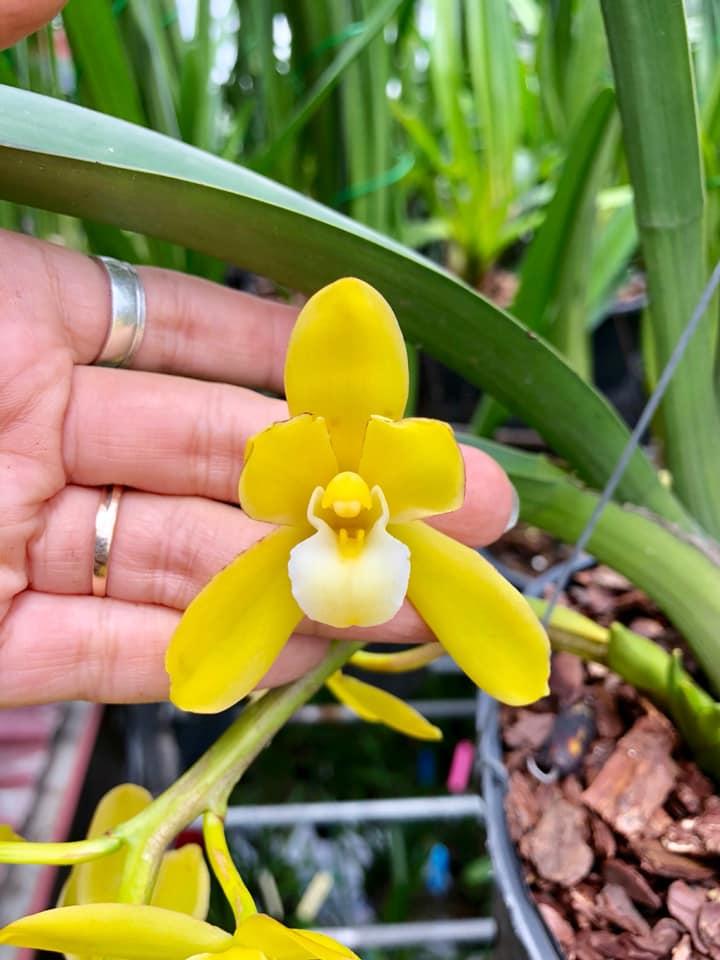 Hoàng đế Aba Cây  giống năm 1 lá láng cực đẹp