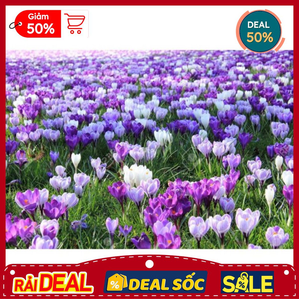 1 Củ hoa nghệ tây saffron