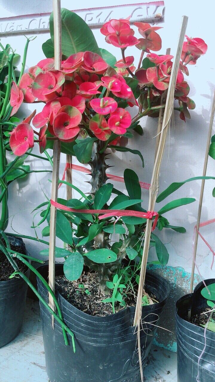 Xương rồng bát tiên hoa đỏ