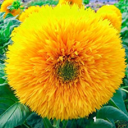 Hạt giống hoa hướng dương cánh kép 20 hạt