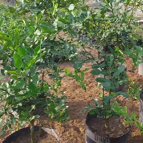 Cây chúc giống vùng bảy núi An Giang hàng chuẩn F1