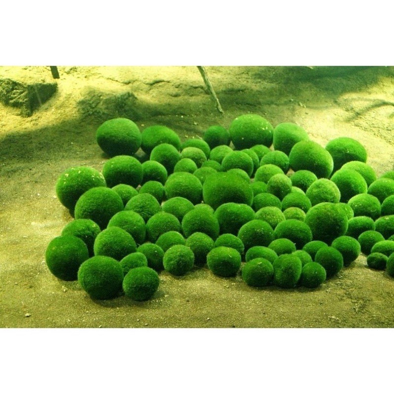 Tảo cầu may mắn marimo - tảo cầu nhật bản moss ball