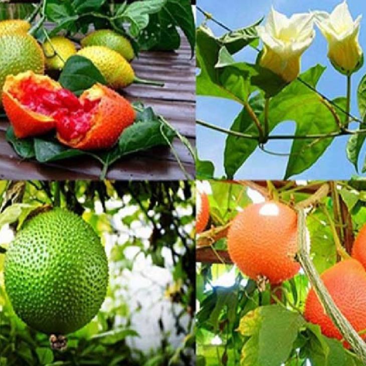 Hạt giống cây gấc cao sản ( 1 gói 10 hạt )