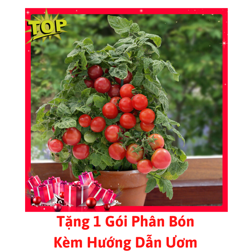 [Lấy mã giảm thêm 30%] Gói Hạt Giống Cà Chua Bi Lùn Đỏ