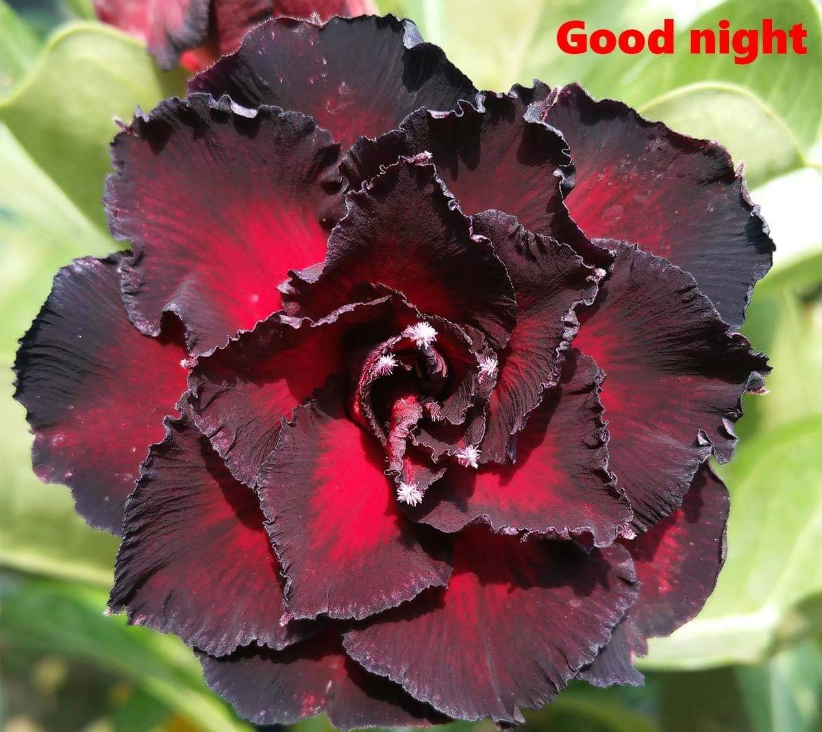 Sứ good night một cốt, cao 20-30cm - cây sứ thái, cây chơi củ
