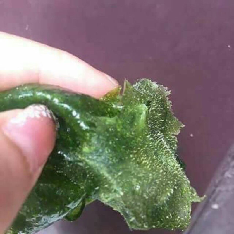 Gel hút mụn cao cấp nha đam 60g