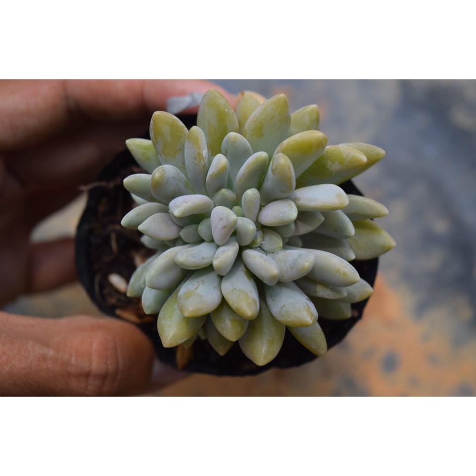 Sen đá giọt lệ, chất lượng đảm bảo an toàn đến sức khỏe người sử dụng, cam kết hàng đúng mô tả