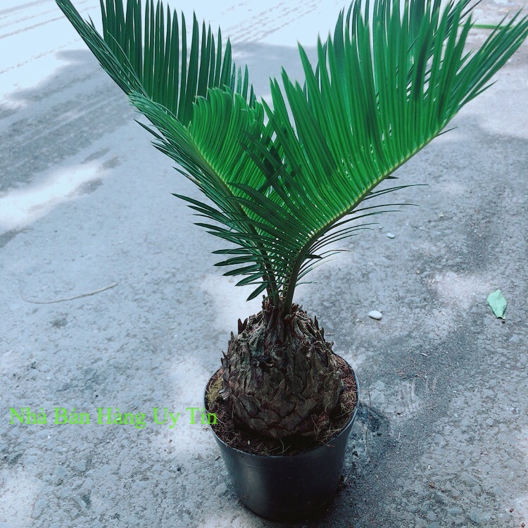 Cây vạn tuế