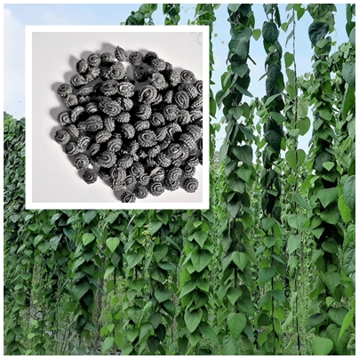 HẠT GIỐNG LA SƯƠNG SÂM LÔNG 1000 HẠT