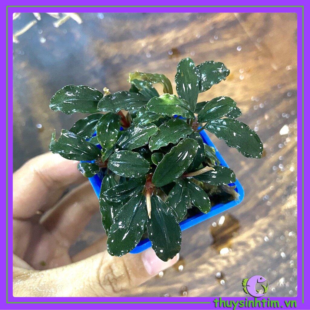 Bucep tím - cây thủy sinh giá thể
