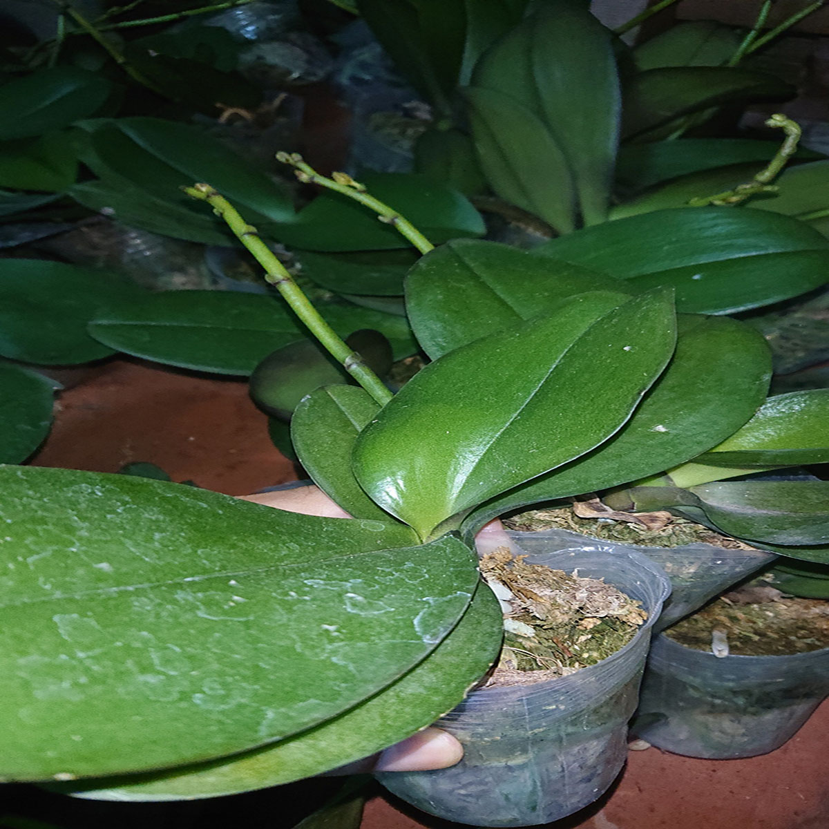 Combo 5 cây Lan Hồ Điệp đang Nụ