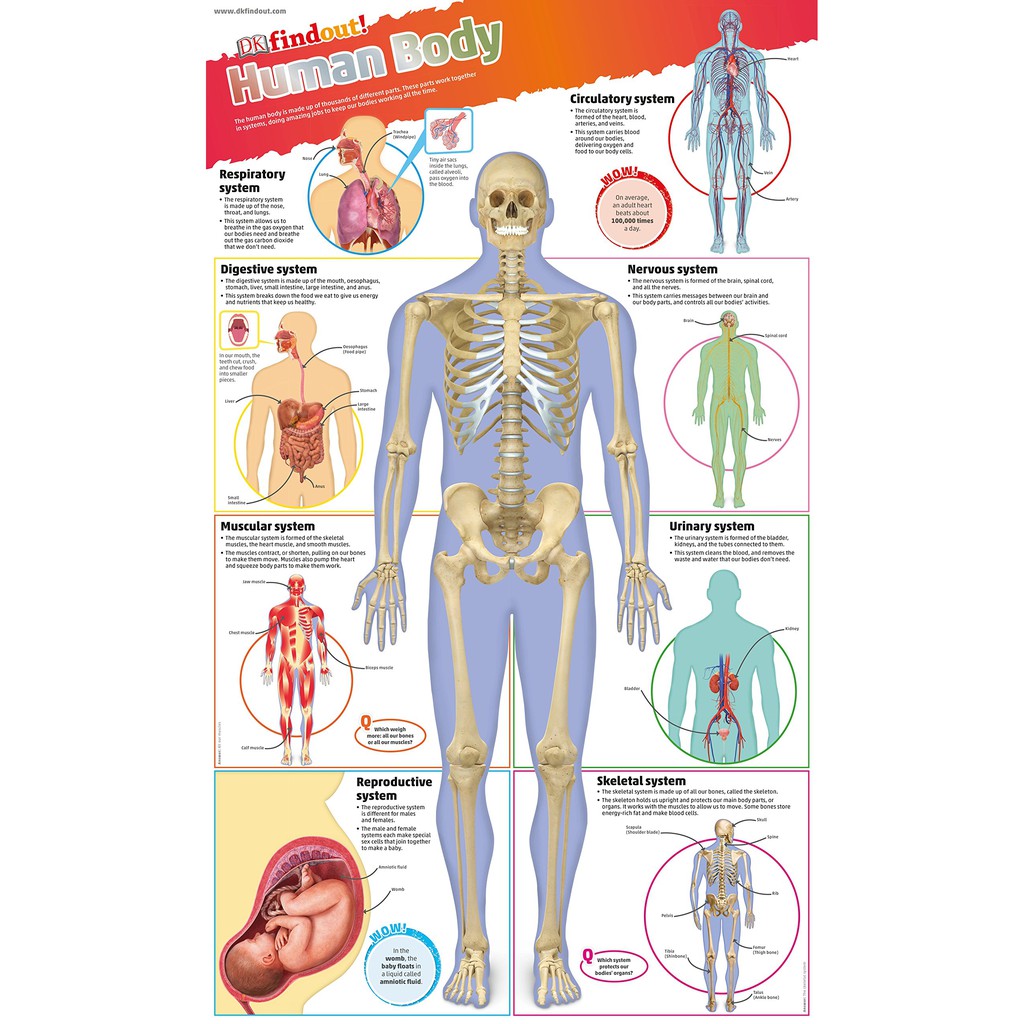 Sách dkfindout! human body poster - dành cho học sinh từ 5 tuổi