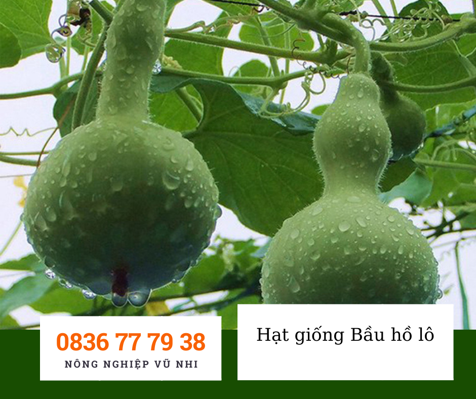 Hạt giống bầu hồ lô 1g