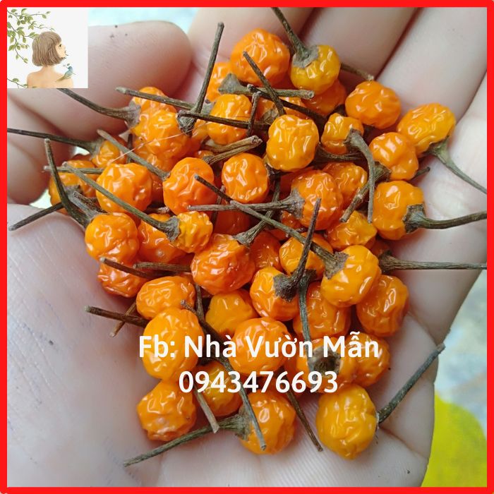 [TẶNG 2 TRÁI] 10 Hạt Giống Ớt Mắc Nhất Thế Giới Aji Charapita 570tr/kg Loại Ớt Ngon Và Đắt Nhất Thế Giới