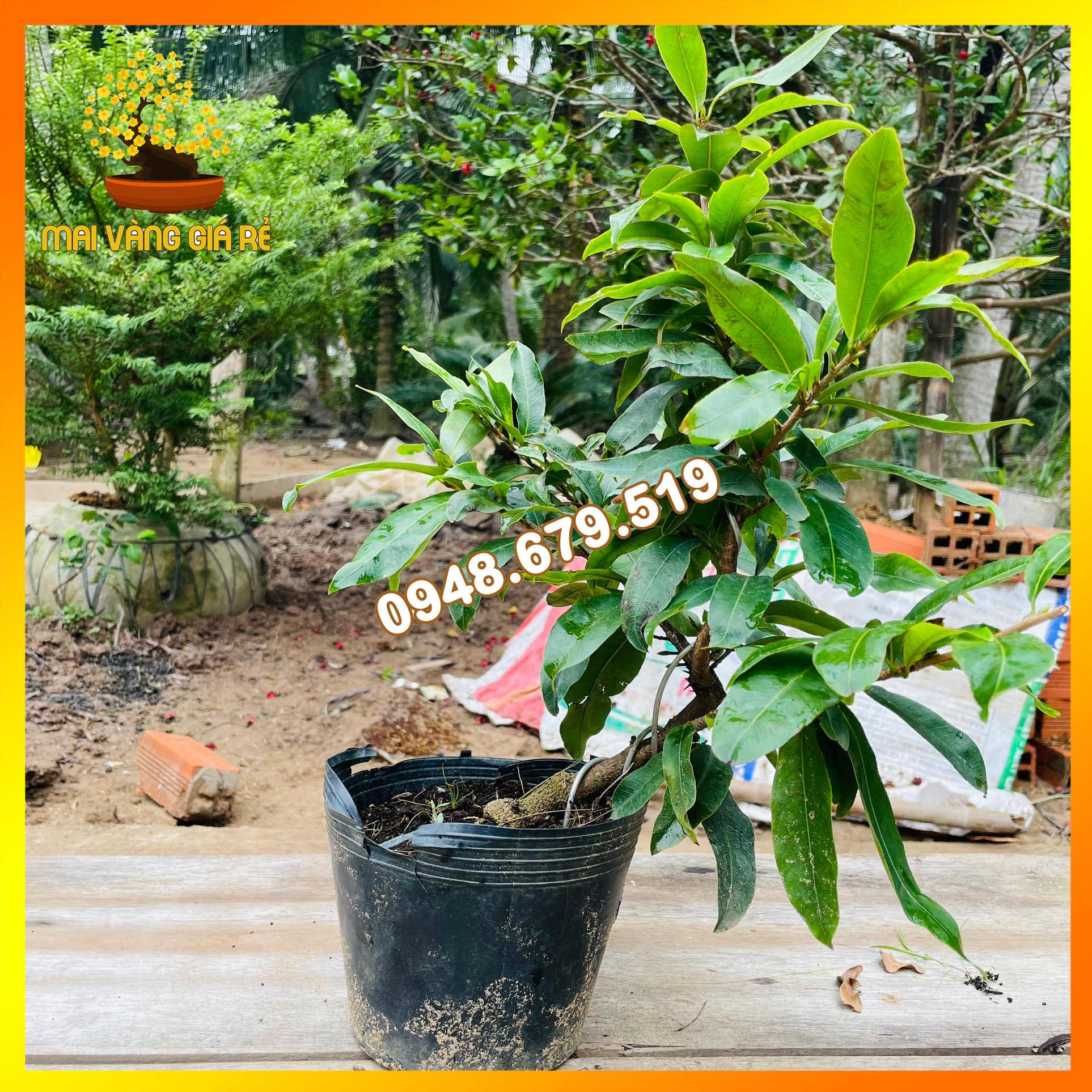 Mai vàng đại lộc gốc quái dáng bonsai mini