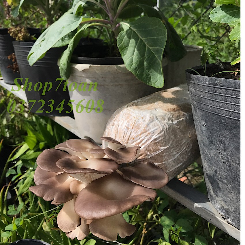 [XẢ KHO] COMBO 7 Phôi nấm bào ngư xám ngay trại giống, TẶNG KÈM nắp nhựa, CÓ HƯỚNG DẪN cụ thể, TƯ VẤN khi cần, nấm sạch, giòn ngon, sản phẩm hữu cơ, bổ dưỡng, phù hợp ăn chạy, an toàn mùa dịch, CB7BNX, SHOP7TOAN