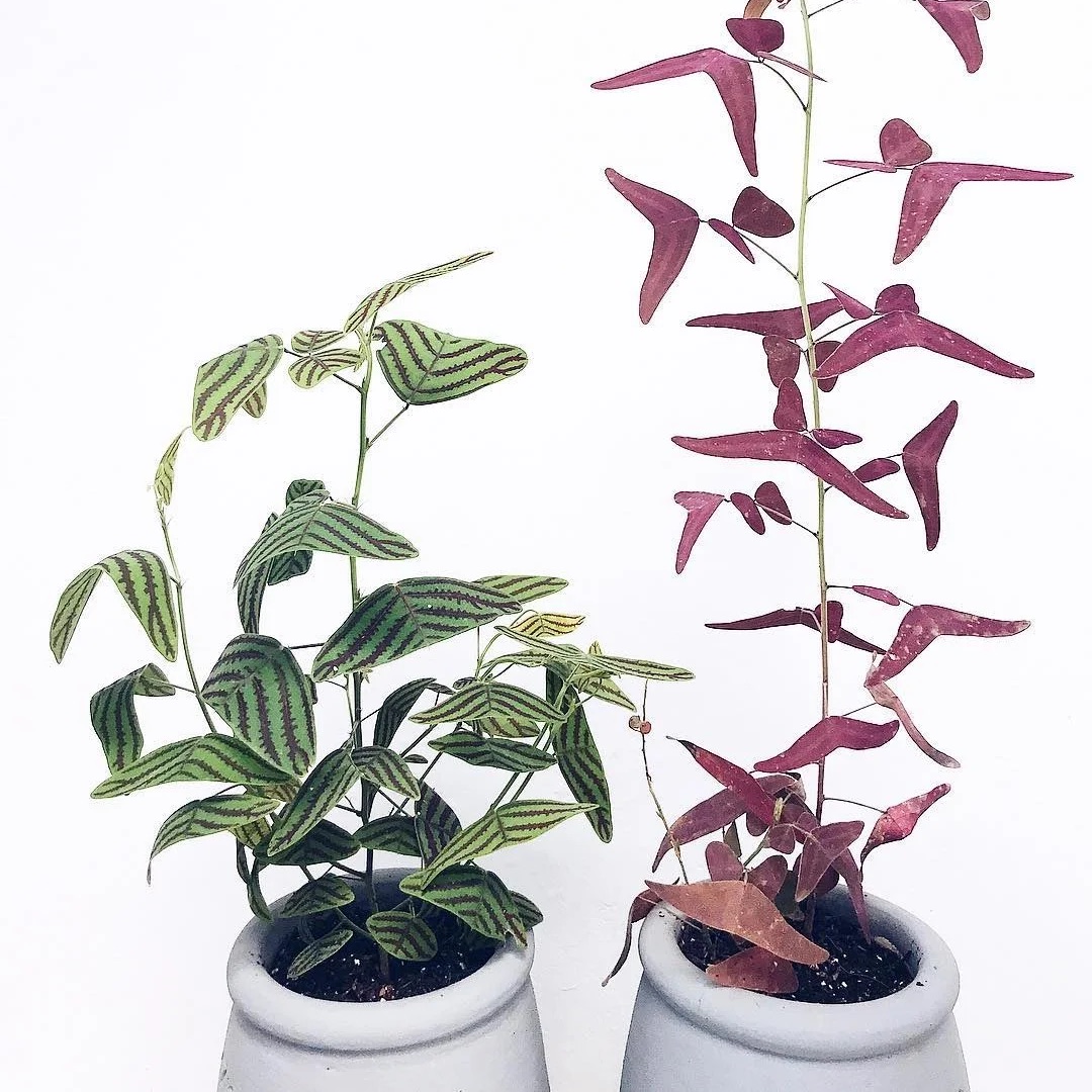 Cây Bướm Đỏ