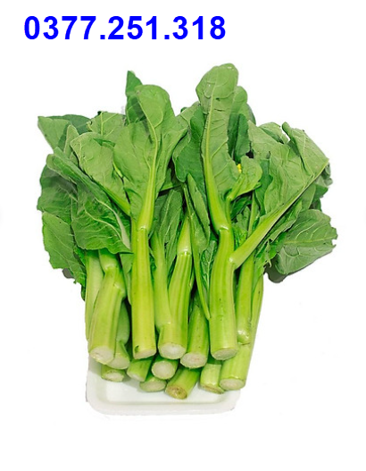 Hạt giống cải ngồng xanh thân mập năng suất cao gói 20gram - rai cải dễ trồng, ngắn ngày, thu hoạch sớm