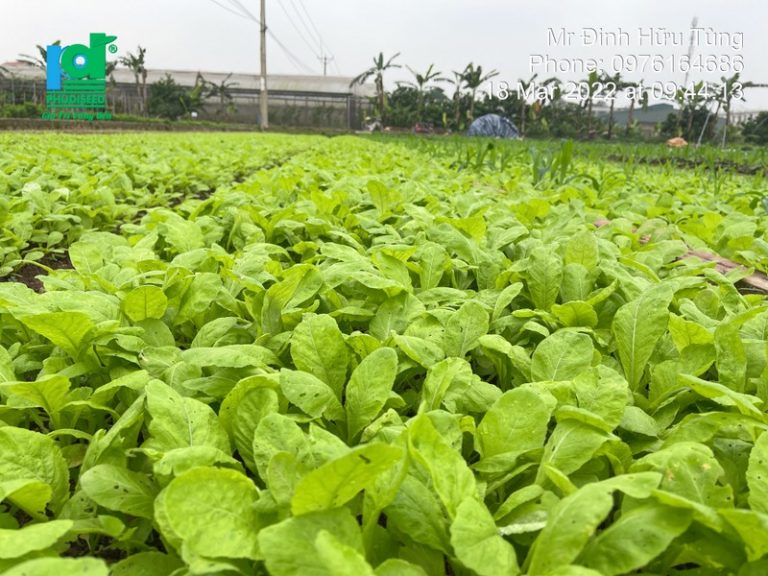 Hạt giống rau cải mơ lùn Hà Nội