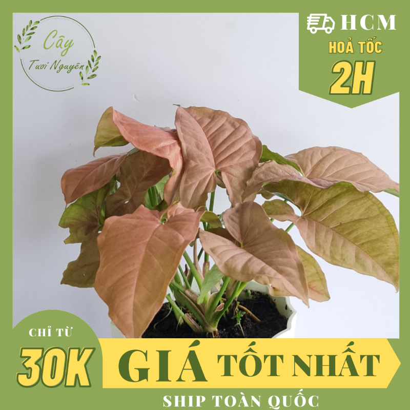 CÂY TRẦU BÀ HỒNG ,(cao 15cm), cây phong thủy hút tài lộc để bàn mini GIÁ RẺ, lọc không khí, Cây Tươi Nguyên CTN0310