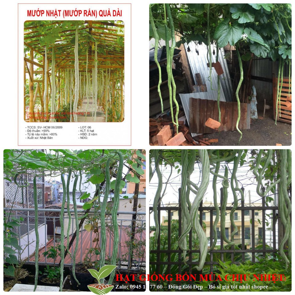 34B Hạt Giống Mướp Rắn 10 Hạt