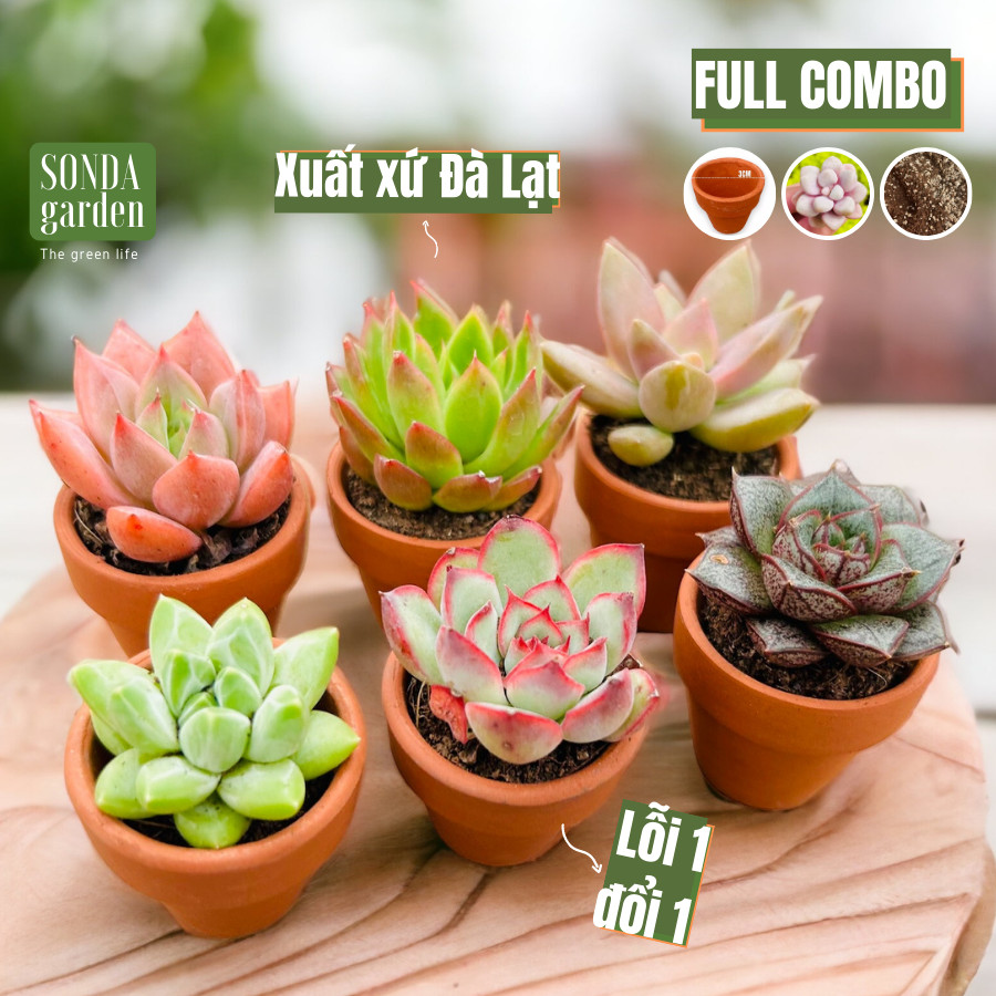 Set sen đá mini kèm đất và chậu nung 3cm Sonda Garden lỗi 1 đổi 1 chậu sen đá đẹp.