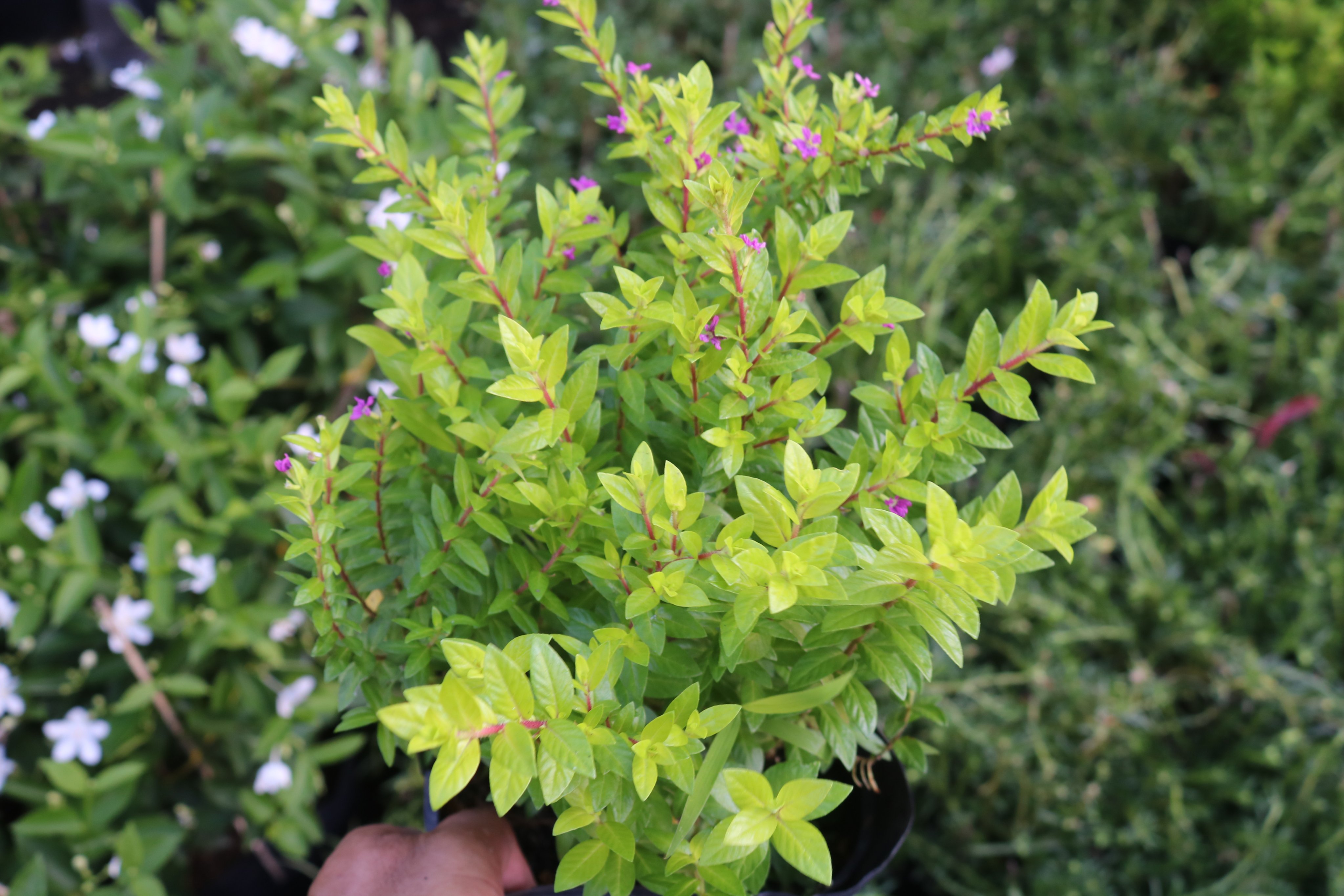 Cây Cẩm Tú Mai Thái Lan