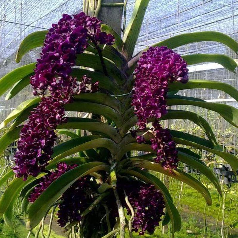 Lan ĐAI CHÂU - chậu Lan ĐAI CHÂU ngọc điểm, nghinh xuân hoa CỰC TO, CỰC THƠM, gửi đi nguyên chậu uy tín là chất lượng