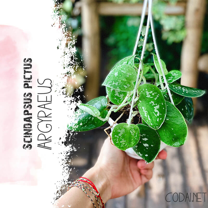 Cây Scindapsus pictus Argyraeus (Trầu Bà Lụa Argyraeus) chậu treo bí ngô