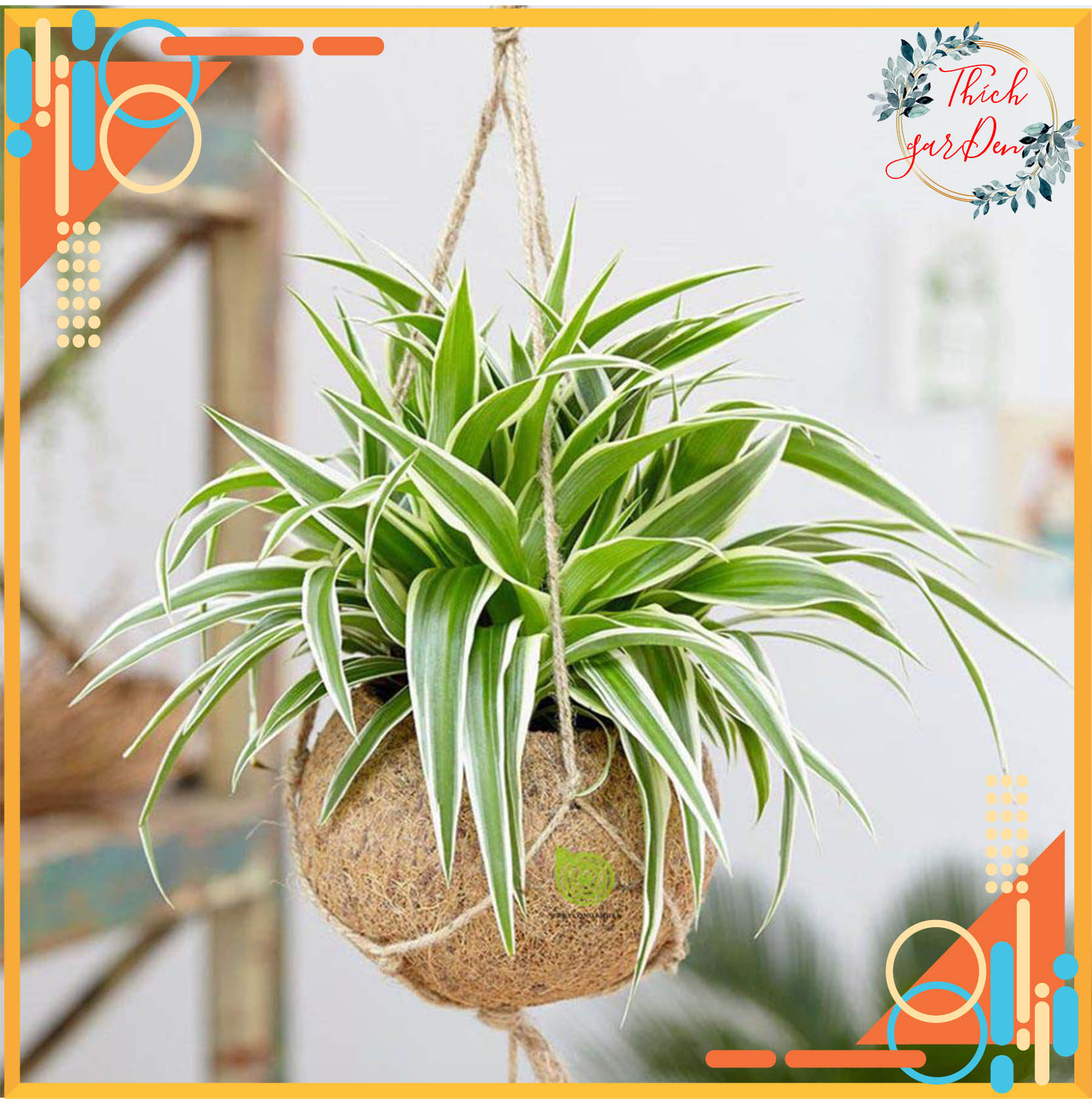 [TẶNG PHÂN BÓN] Cây cỏ lan chi (ngãi phát tài)- MH: TMM1006