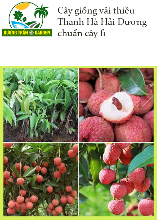 Cây vải thiều Hải Dương siêu ngọt ,cây ghép giống