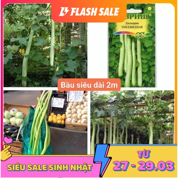 155A Hạt Giống Bầu Dài 2M Bầu Siêu Dài