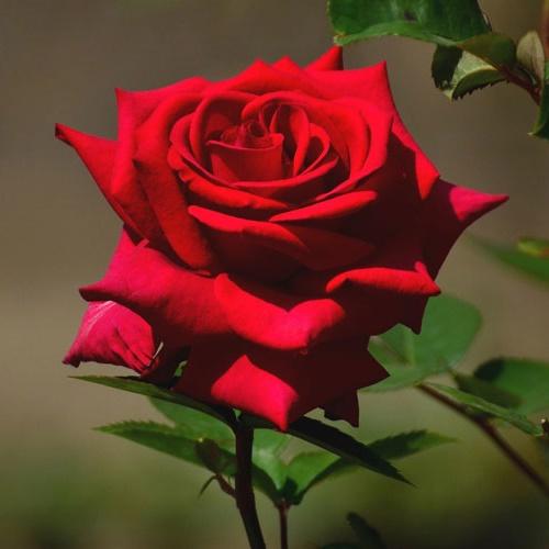 Hạt Giống Hoa Hồng Naomi Đỏ F1. Túi 10 Hạt Chất Lượng Cao