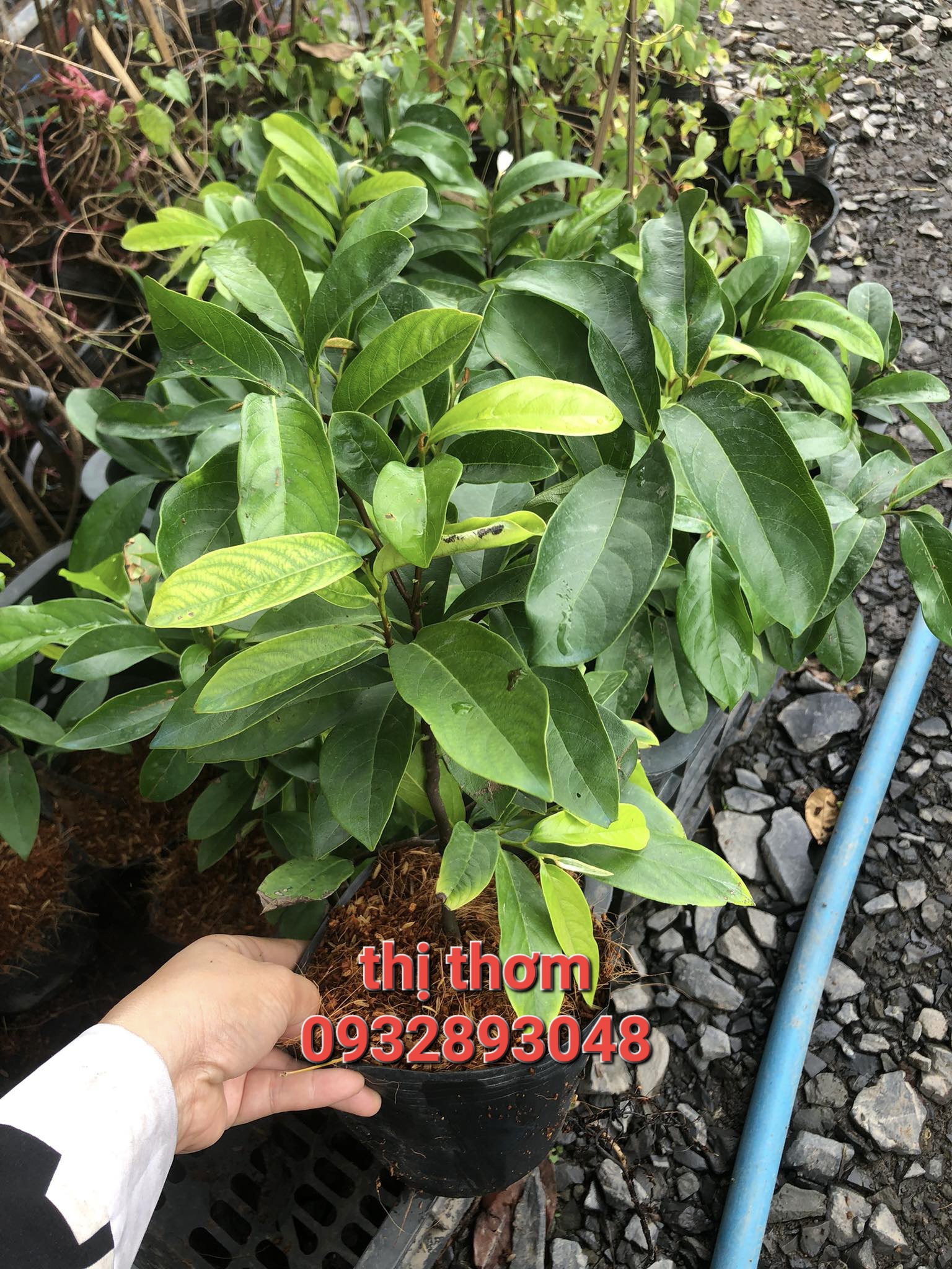 Cây giống thị thơm