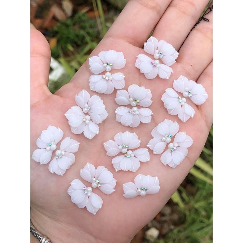 Hoa bột cúc ruby cánh nhọn hoa bột giá sỉ