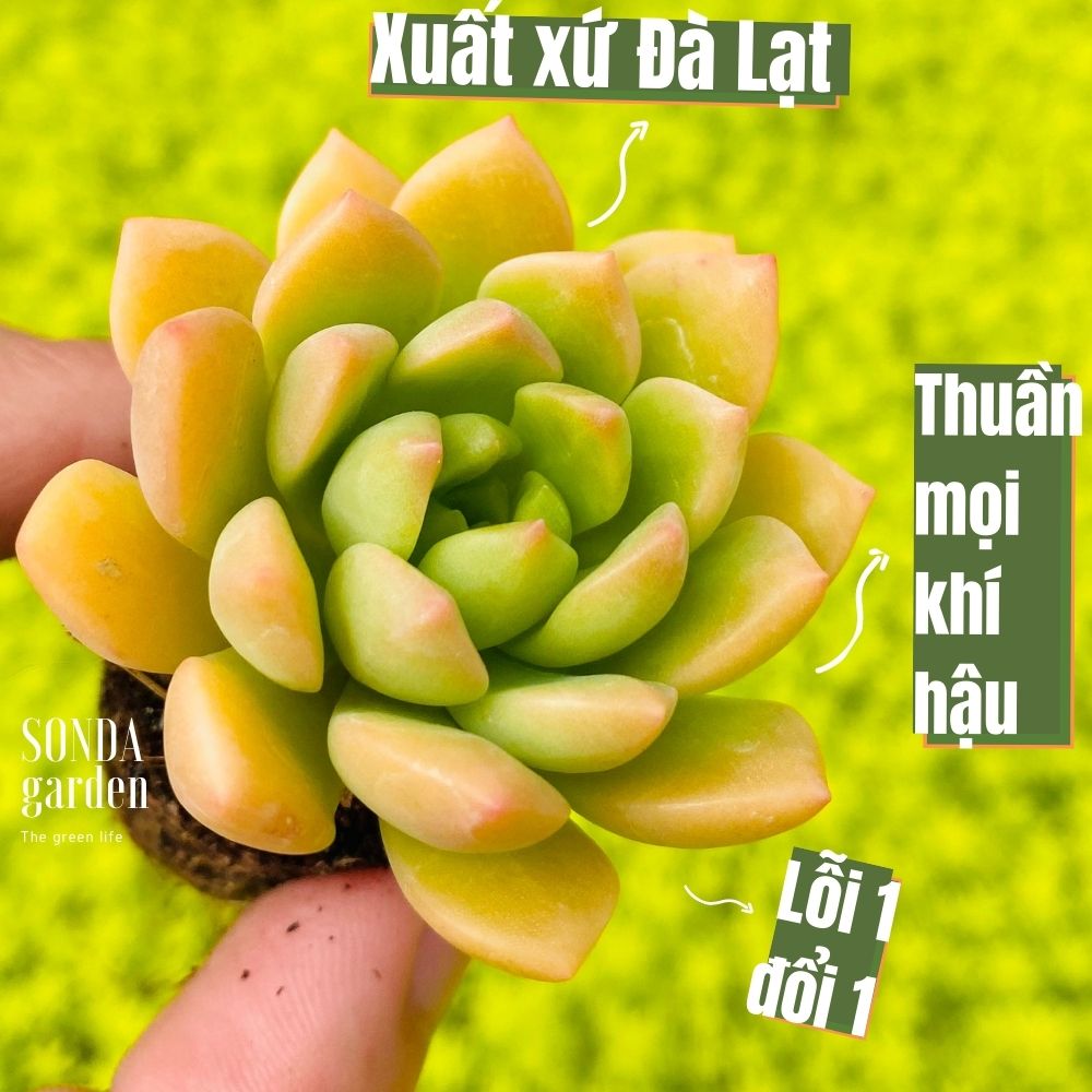 SEN ĐÁ MẶT TRỜI SIZE MINI KHOẺ ĐẸP LỖI 1 ĐỔI 1