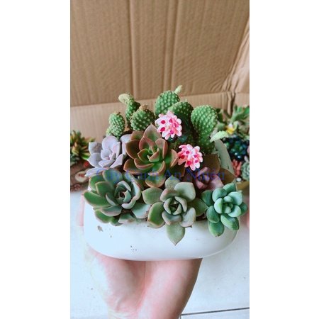 Chậu sen đá tiểu cảnh