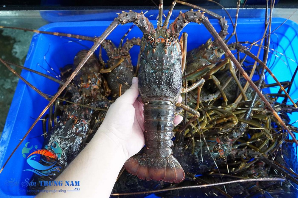 Tôm Hùm Xanh Nha Trang Giao Nhanh HCM