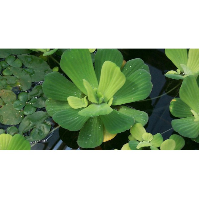 BÈO CÁI THỦY SINH - 5 TAI BÈO CÁI 10K